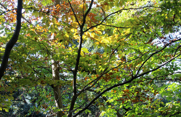 Trees with yellow, orange, and green leaves in autumn. Natural forest background.