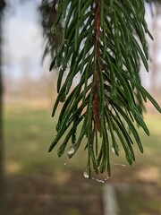 Drops of dew on the pine branches after the morning fog. Cool morning, fog, when a new day is born.  Droplets of water form on the pine needles, which shine like little stars under the rays of the mor © Сергій Місюренко