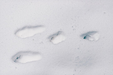 Close-up of rabbit tracks in fresh snow, showcasing wildlife activity in a serene winter landscape. A peaceful and minimalist depiction of nature during the cold season.