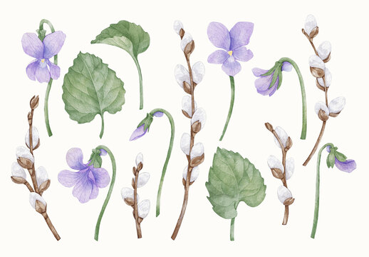 Watercolor Flower Design Set With Floral Elements.