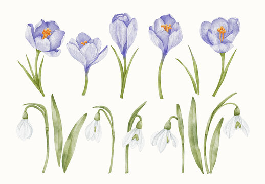 Watercolor Flower Design Set With Floral Elements.