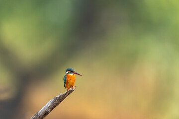 common kingfisher or Alcedo atthis at keoladeo national park or bharatpur bird sanctuary rajasthan india asia. a small colorful bird closeup or portrait perched on branch in natural green background