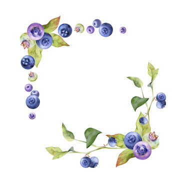 Blueberry blackberry bunch with green leaves on branch hand drawn in watercolor, ripe forest berry. Isolated botanical illustration garland frame corner. Restaurant, cafe, wedding menu, farmers market