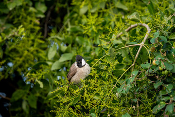 Himalayan bulbul or white cheeked bulbul or Pycnonotus leucogenys bird closeup or portait perched on branch in winter season safari at keoladeo national park bharatpur bird sanctuary rajasthan india