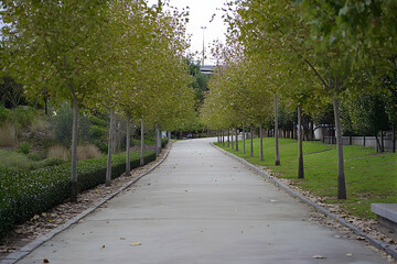 Fototapeta premium A tranquil pathway meanders through a verdant park, framed by vibrant autumn foliage