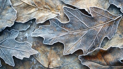 Frost-Covered Autumn Leaves A Textured Nature Close-Up