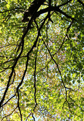 Beautiful green and yellow leaves in autumn. Trees with bright leaves in fall forest bottom view. Natural forest background. 