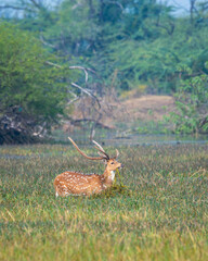 long and big antler wild male spotted deer or chital cheetal or axis axis at keoladeo national park bharatpur bird sanctuary india in natural green scenic landscape background in winter season safari