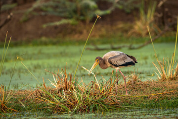 painted storks or Mycteria leucocephala at keoladeo national park or bharatpur bird sanctuary rajasthan india juvenile bird feeding grass behavior in natural green background in winter sesaon safari