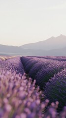 Obraz premium Vibrant lavender blooms stretch across the landscape, surrounded by gentle hills and mountains, illuminated by the warm glow of dusk in Provence, France.