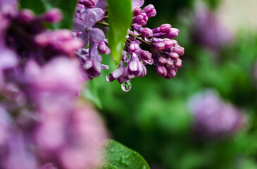 A raindrop dangles from the closed lilac blossoms