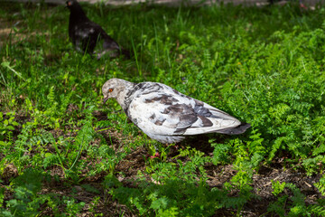 Pigeon walking on luscious green grass