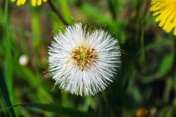 Round flower of a ripe dandelion close-up