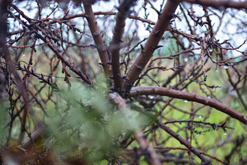 Winding brown branches of a leafless tree close-up