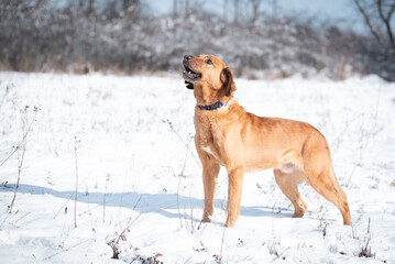 Beautiful rescued dog from dog shelter during socialization and obedience training on the snowy meadow