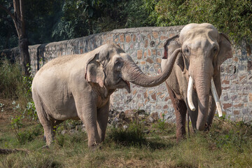 Obraz premium Two Indian wild elephant partners affectionately playing in a grass field in a zoo