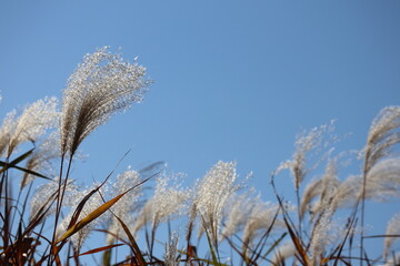 ススキ 秋 景色 コピースペース