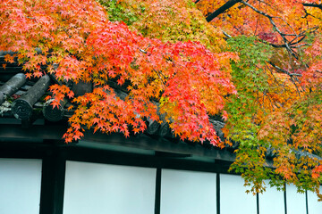 京都南禅寺の紅葉