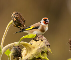 portrait d'un très joli chardonneret sauvage, se nourrissant d'une graine de tournesol au bec