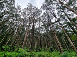 Fototapeta premium A stand of mountain ash trees in Australian forest with ferns