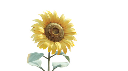 Obraz premium Vibrant 3D Render of a Blooming Sunflower Isolated on White Background for Artistic and Decorative Use
