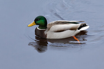 The most famous and common wild duck.
