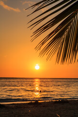 A palm tree is shown with the sun setting behind it