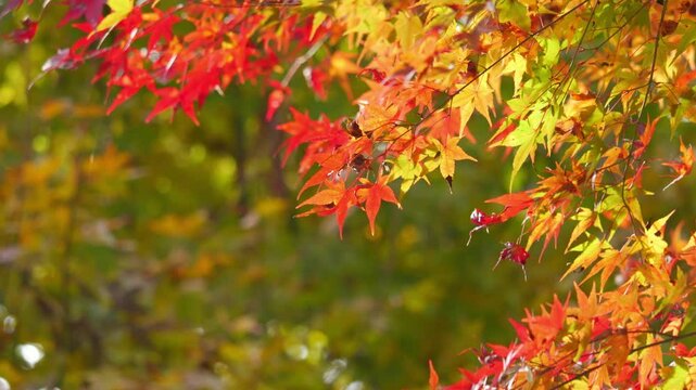 Autumn leaves. Japanese maple leaves in red