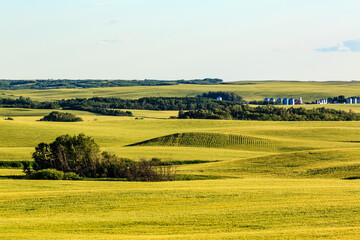 A large field of grass with a few trees scattered throughout