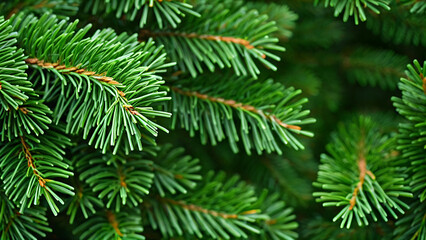 Fototapeta premium branches of a pine