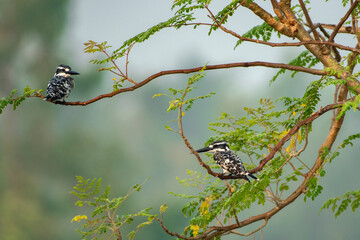 Pied Kingfisher on Perch Watching for Fish