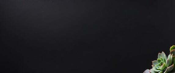 Vibrant succulents in a pot against a sleek black background, perfect for modern decor