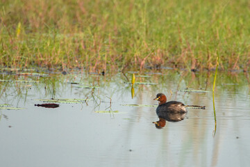 Little Grebe Bird Floating on Water Searching for Food