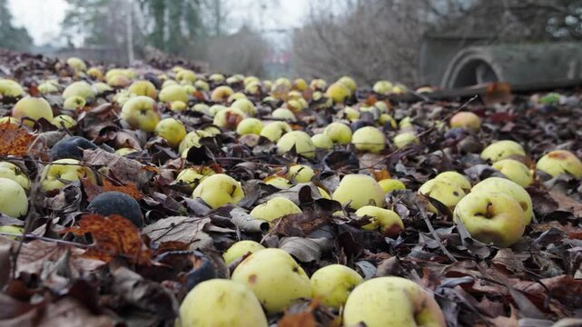 Bunch of rotten apples and dead leaves on the ground on a cloudy autumn day