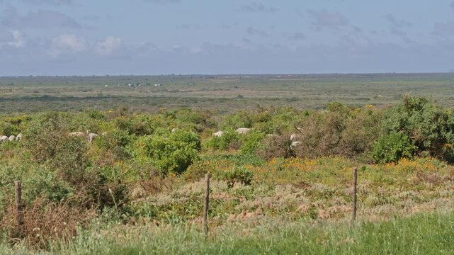 Dorper sheep graze in vast Karoo landscape with wildflowers under a sunny sky in South Africa