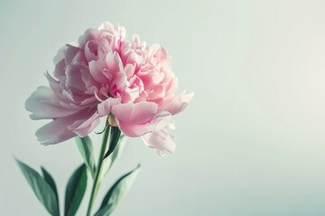 Fototapeta premium Beautiful pink Peonie flower on light background
