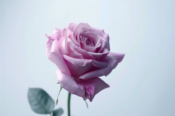 Fototapeta premium beautiful rose flower isolated on white background