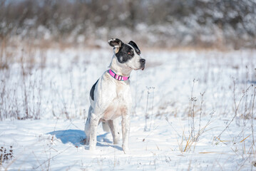 Beautiful rescued dog from dog shelter during socialization and obedience training on the snowy meadow