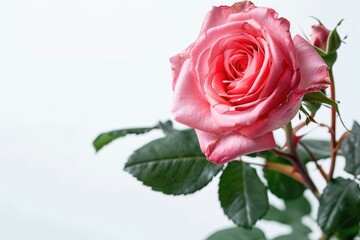 Naklejka premium Flower pink rose on a white isolated background.