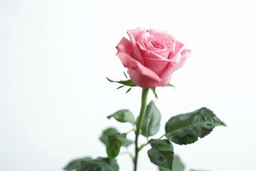 Fototapeta premium One beautiful pink rose on a white background