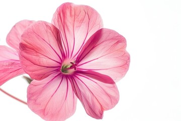 Obraz premium Pink flower of Geranium Pelargonium Geraniaceae on white background