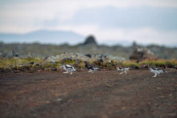 Willow Ptarmigan, Lagopus lagopus, birds in Langanes, North east of Iceland