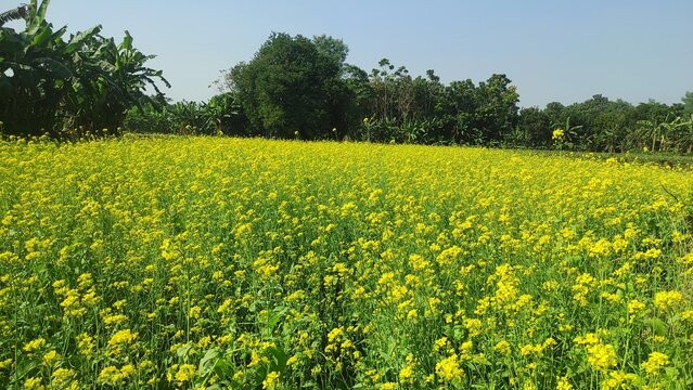 Mustard plants farm ( sarso khet) having yellow growing flower bloom, oilseeds
