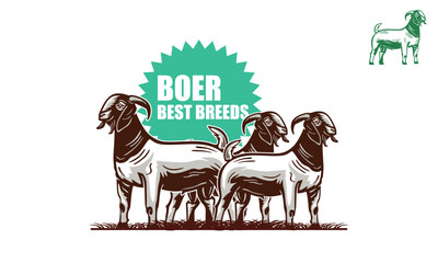 best boer goat breeding logo, silhouette of great ram from organic farm vector illustrations