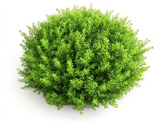Fototapeta premium Green bush, white isolate background