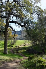 Path in forest 