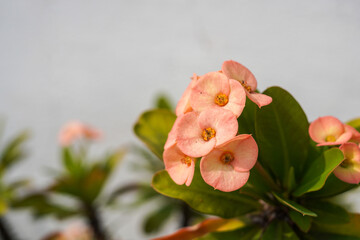 The crown of thorns plant, with the Latin name Euphorbia milii, has red flowers and yellow pollen....