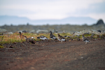 Willow Ptarmigan, Lagopus lagopus, birds in Langanes, North east of Iceland