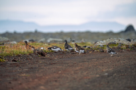 Willow Ptarmigan, Lagopus lagopus, birds in Langanes, North east of Iceland