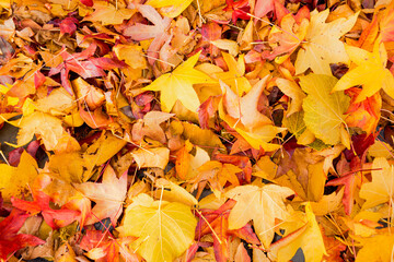 Fall maple leaf on fall, background texture. Background group autumn orange leaf.